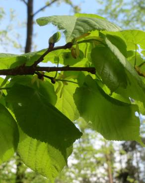 Fotografia 12 da espécie Tilia platyphyllos no Jardim Botânico UTAD