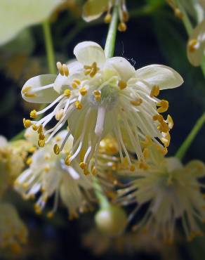 Fotografia 13 da espécie Tilia platyphyllos no Jardim Botânico UTAD