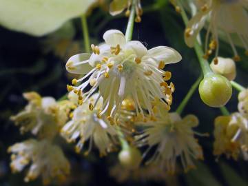 Fotografia da espécie Tilia platyphyllos