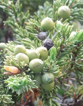 Fotografia 8 da espécie Juniperus communis subesp. alpina no Jardim Botânico UTAD