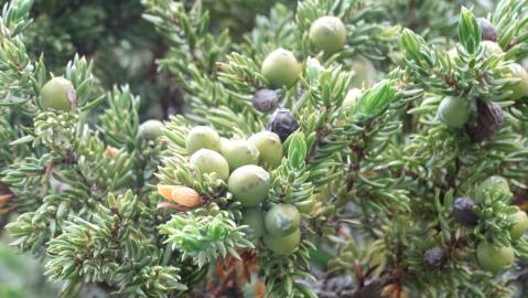 Fotografia da espécie Juniperus communis subesp. alpina