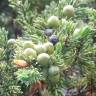Fotografia 8 da espécie Juniperus communis subesp. alpina do Jardim Botânico UTAD