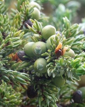 Fotografia 9 da espécie Juniperus communis subesp. alpina no Jardim Botânico UTAD