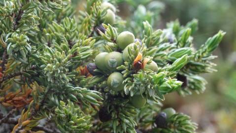 Fotografia da espécie Juniperus communis subesp. alpina