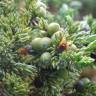 Fotografia 9 da espécie Juniperus communis subesp. alpina do Jardim Botânico UTAD