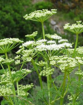 Fotografia 9 da espécie Ligusticum lucidum no Jardim Botânico UTAD