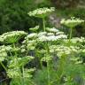 Fotografia 9 da espécie Ligusticum lucidum do Jardim Botânico UTAD