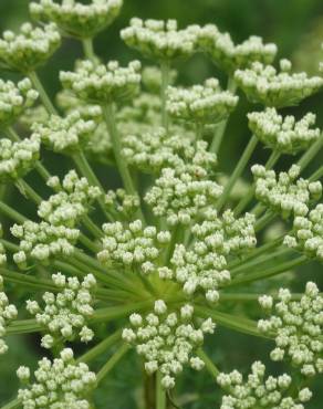 Fotografia 10 da espécie Ligusticum lucidum no Jardim Botânico UTAD