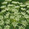 Fotografia 10 da espécie Ligusticum lucidum do Jardim Botânico UTAD