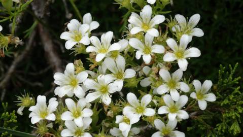 Fotografia da espécie Saxifraga canaliculata