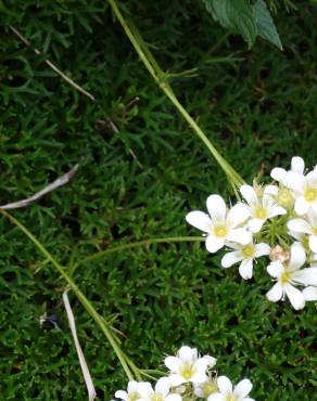 Fotografia 2 da espécie Saxifraga canaliculata no Jardim Botânico UTAD