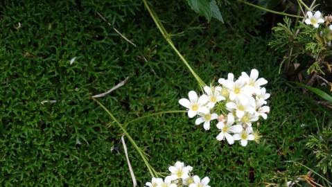 Fotografia da espécie Saxifraga canaliculata