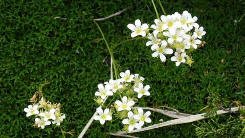 Fotografia da espécie Saxifraga canaliculata