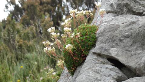 Fotografia da espécie Saxifraga canaliculata