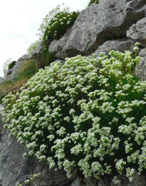 Fotografia 5 da espécie Saxifraga canaliculata no Jardim Botânico UTAD