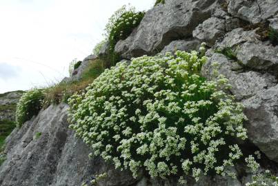 Fotografia da espécie Saxifraga canaliculata