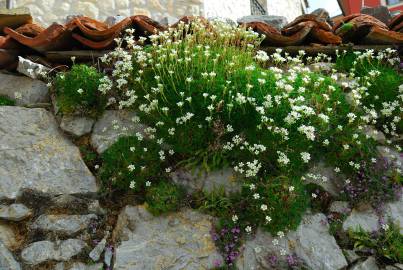 Fotografia da espécie Saxifraga canaliculata