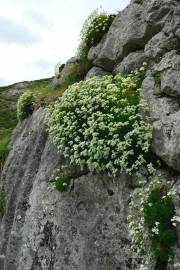 Fotografia da espécie Saxifraga canaliculata