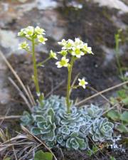 Fotografia da espécie Saxifraga paniculata