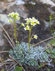 Saxifraga paniculata