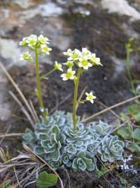 Fotografia da espécie Saxifraga paniculata