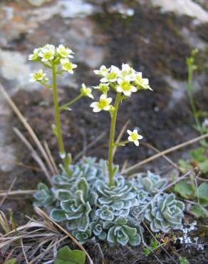 Fotografia 1 da espécie Saxifraga paniculata no Jardim Botânico UTAD