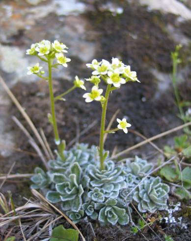 Fotografia de capa Saxifraga paniculata - do Jardim Botânico