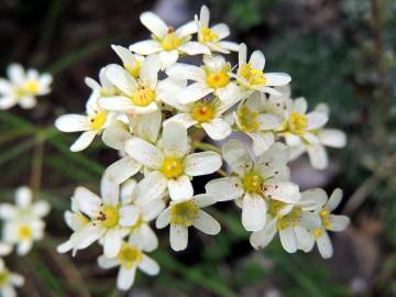 Fotografia da espécie Saxifraga paniculata