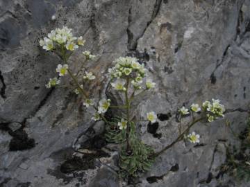 Fotografia da espécie Saxifraga paniculata