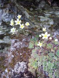 Fotografia da espécie Saxifraga paniculata