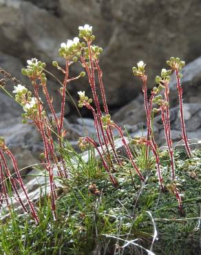 Fotografia 6 da espécie Saxifraga paniculata no Jardim Botânico UTAD