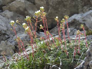 Fotografia da espécie Saxifraga paniculata