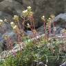 Fotografia 6 da espécie Saxifraga paniculata do Jardim Botânico UTAD
