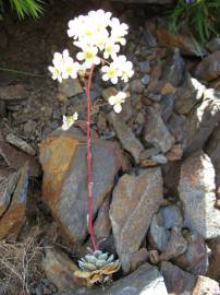 Fotografia da espécie Saxifraga paniculata