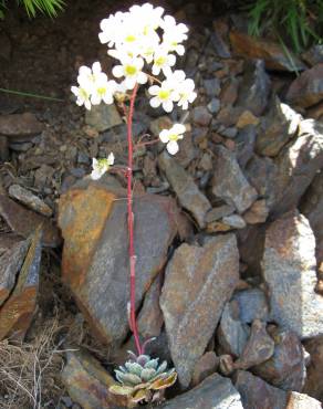 Fotografia 7 da espécie Saxifraga paniculata no Jardim Botânico UTAD