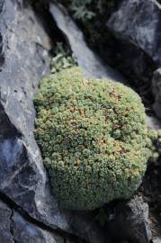 Fotografia da espécie Saxifraga paniculata