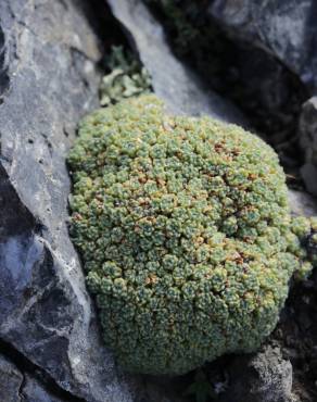 Fotografia 8 da espécie Saxifraga paniculata no Jardim Botânico UTAD