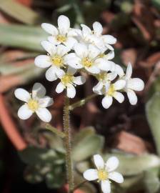 Fotografia da espécie Saxifraga paniculata