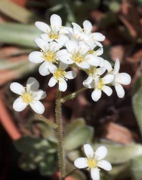 Fotografia 9 da espécie Saxifraga paniculata no Jardim Botânico UTAD