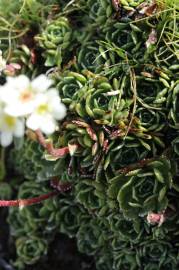 Fotografia da espécie Saxifraga paniculata