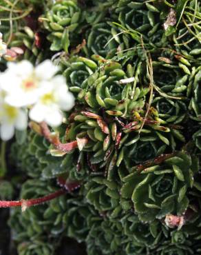 Fotografia 10 da espécie Saxifraga paniculata no Jardim Botânico UTAD