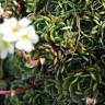 Fotografia 10 da espécie Saxifraga paniculata do Jardim Botânico UTAD