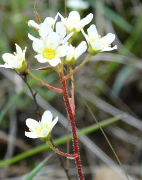 Fotografia 11 da espécie Saxifraga paniculata no Jardim Botânico UTAD