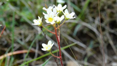 Fotografia da espécie Saxifraga paniculata