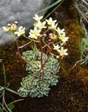 Fotografia 12 da espécie Saxifraga paniculata no Jardim Botânico UTAD