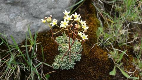 Fotografia da espécie Saxifraga paniculata