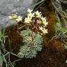 Fotografia 12 da espécie Saxifraga paniculata do Jardim Botânico UTAD