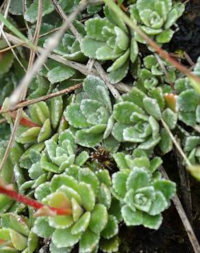 Fotografia 13 da espécie Saxifraga paniculata no Jardim Botânico UTAD