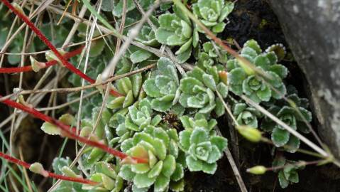 Fotografia da espécie Saxifraga paniculata