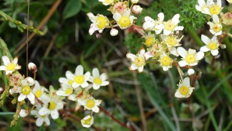 Fotografia da espécie Saxifraga paniculata